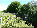 Site of former lock, Bankside, Falkirk