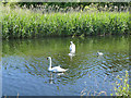 Family of swans on the canal at Abbotshaugh