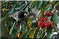 Black-throated Thrush (Turdus atrogularis), Whipsnade Zoo