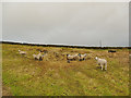 Sheep feeder above Holden Lane