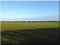 Winter cereal field near Catwick