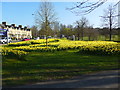 Daffodils at South Park