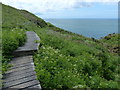 Boardwalk along the Pembrokeshire Coast Path