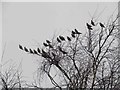 Waxwings in Laurel Park, North Shields