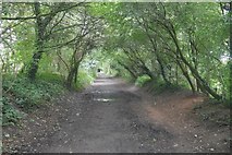 SJ6486 : Trans Pennine Trail, Grappenhall by Richard Webb