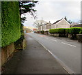 Evergreen hedges alongside the A4109 Dulais Road, Seven Sisters