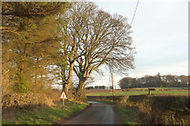 NU0513 : Road near Mile End Farm by Derek Harper