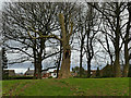 Dartmouth Park. Morley - dead tree