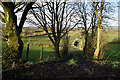 Lane and trees, Oughterard