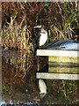 Cormorant by the Forth and Clyde Canal at Westerton