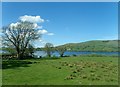 Rough pasture on the south-eastern shores of Lough Island Reavy