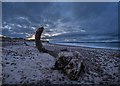 NH8857 : Driftwood on Nairn West Beach by valenta
