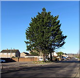 ST4788 : Dominant evergreen tree, Sandy Lane, Caldicot by Jaggery