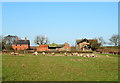 Grazing towards Carr House Farm