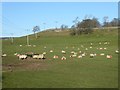 Sheep and electricity poles 