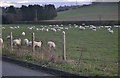 Sheep by Chorley Road, West Wycombe