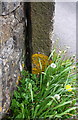 Benchmark on gatepost at entrance drive to Sandholme from Church Lane