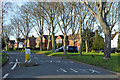 Trees along Crossways, Sutton