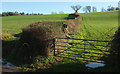 Hedge, Alston