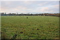 White and black sheep in field at Bunkershill