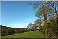 Field above Hayne Brook