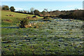 Frost near the Hayne Brook