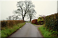 Trees along Church Road