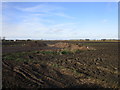 Sugar beet waiting to be transported