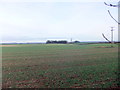 Fields near South Farm