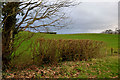 Tree and hedge, Erganagh Glebe