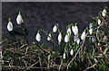 Snowdrops by the Bilsdean Burn