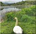 SU9717 : Swan by Burton Mill Pond, West Sussex by Ian Cunliffe