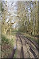 TL5200 : Deep Ruts in Icehouse Wood by Glyn Baker