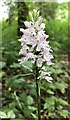 TQ2115 : Common Spotted Orchid - Dactylorhiza fuchsii - Henfield, Sussex by Ian Cunliffe