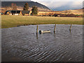 Flooded field with water trough near Newtonmore