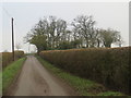 TL4231 : Country lane near Brent Pelham by Malc McDonald