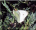 Cabbage White butterfly basking on Leylandii hedge
