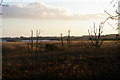 TM4358 : Reedbeds and dead trees at the edge of Hazlewood Marshes by Christopher Hilton