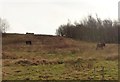 Rough grazing at Rainton Meadows