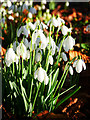 NT9932 : Snowdrops in the churchyard of St Mary And St Michael, Doddington by James T M Towill