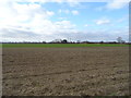 Flat farmland near Cawood