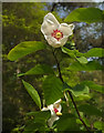 SX9150 : Magnolia, Coleton Fishacre by Derek Harper