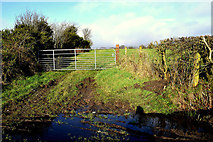 H4681 : Muddy along Castleroddy Road by Kenneth  Allen