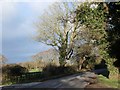 Tree on Puddington Lane