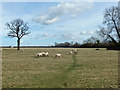 Footpath across field of sheep