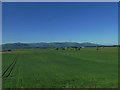 Fields near Bannockburn