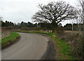 Tree and bend, Rabley Heath Road, Codicote