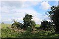 Bushes by Greenfield Road, Flitwick