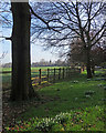 Whittlesford: roadside snowdrops