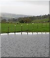 Wet pasture near Kiln House